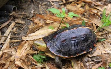 龜蛇|Cuora flavomarginata (Gray, 1863) 